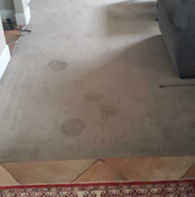Knockout Carpet Cleaning stained carpet before cleaning